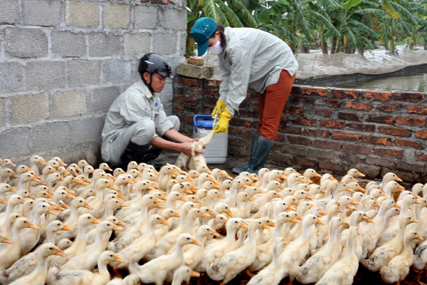 Ban hành Chương trình Quốc gia giám sát bệnh cúm gia cầm